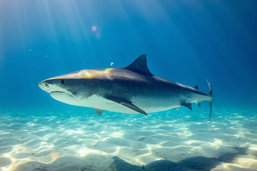 rec-parks-cabrillo-shark-week-july-image1